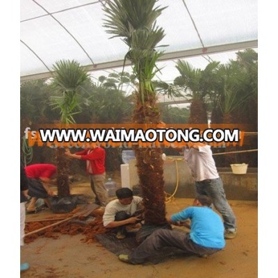 Trachycarpus fortunei windmill palms