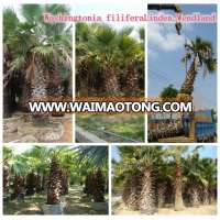 natural outdoor green decrotive ornamental landscaping palm trees plants