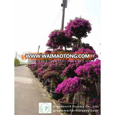 bougainvillea spectabilis