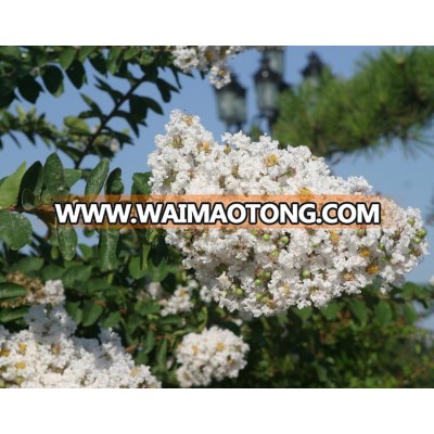 lagerstroemia indica pure white color flower