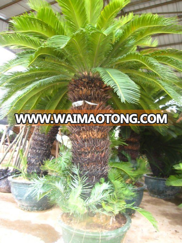 cycas revoluta 1.2-1.5m trunk with nice leaves