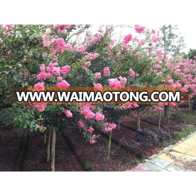 lagerstroemia indica 1.7m trunk height flower season flower flourish