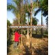 lagerstroemia indica high trunk Europe standard