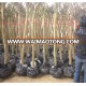 lagerstroemia indica 1.7m trunk height good quality with label