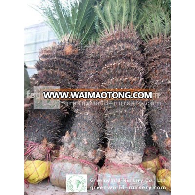 cycas revoluta big size potted