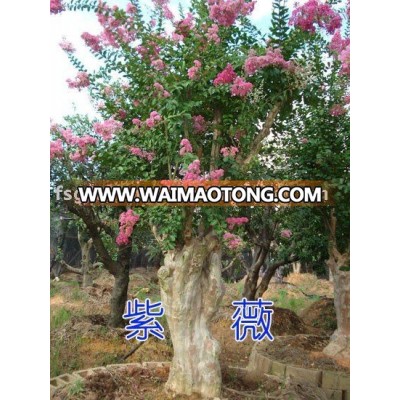 Lagerstroemia indica bonsai flower