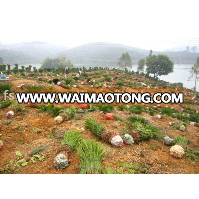 cycas revoluta digging out