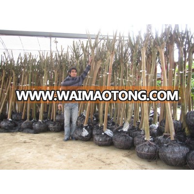 lagerstroemia indica 1.7m trunk height good quality in packing place