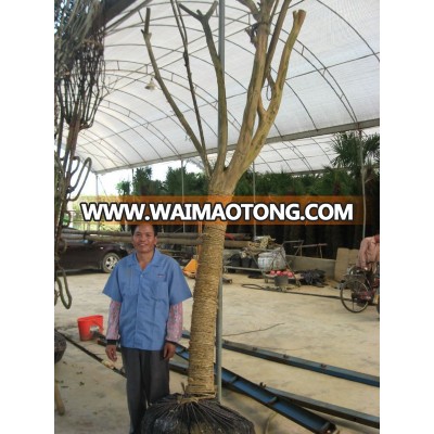 lagerstroemia indica 1.7m trunk height D13cm with good canopy