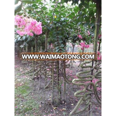 lagerstroemia indica Chinese Letter bottle and tree shape plants