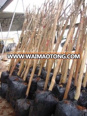 lagerstroemia indica cold hardy landscaping trees