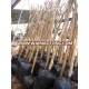 lagerstroemia indica cold hardy landscaping trees