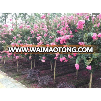 lagerstroemia indica 1.7m trunk height flower season in the field