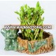 LUCKY BAMBOO (pineapple shape )