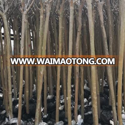 lagerstroemia indica 2m trunk height good quality landscaping trees and garden plants