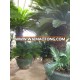 cycas revoluta potted high trunk 1.3m