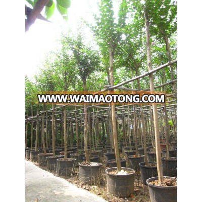 lagerstroemia indica trunk height 2m potted