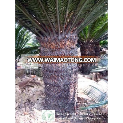 cycas revoluta 1m in ground