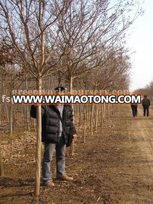 lagerstroemia indica field in the north