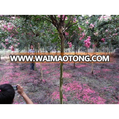 lagerstroemia indica height trunk field on flower season