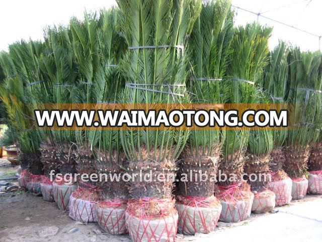 cycas revoluta rootball with leaves