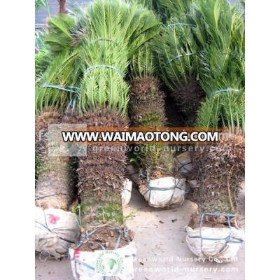 cycas revoluta 1m clear trunk with leaves