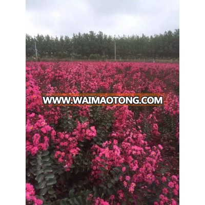 lagerstroemia indica red leaf rose color flower