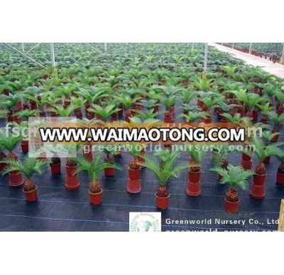 cycas revoluta bulbs with leaves potted