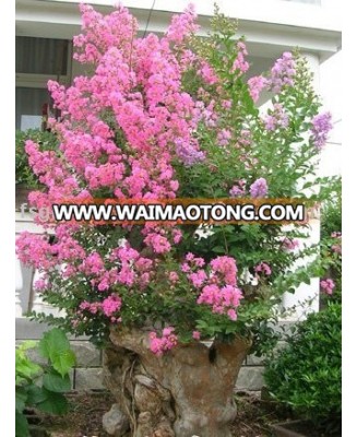 Lagerstroemia indica bonsai trees