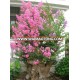 Lagerstroemia indica bonsai trees