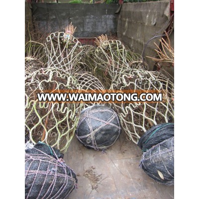 lagerstroemia indica bottle shape cage shape trees loading container