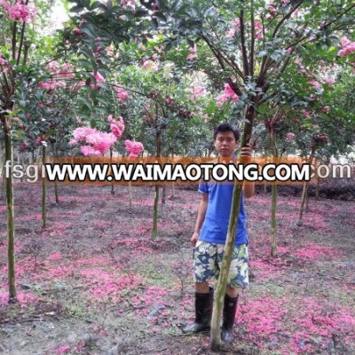 lagerstroemia indica 2m trunk height D5-6cm flower season